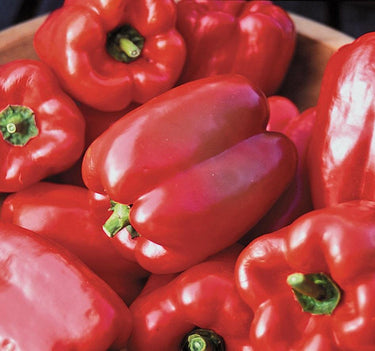 King of the North Pepper Seeds